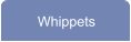 Whippets